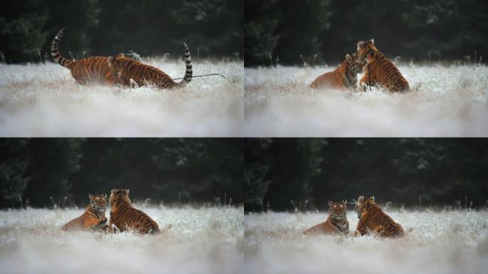 两只西伯利亚虎 (Panthera tigris altaica) 在冰冻的草地上慢动作玩耍