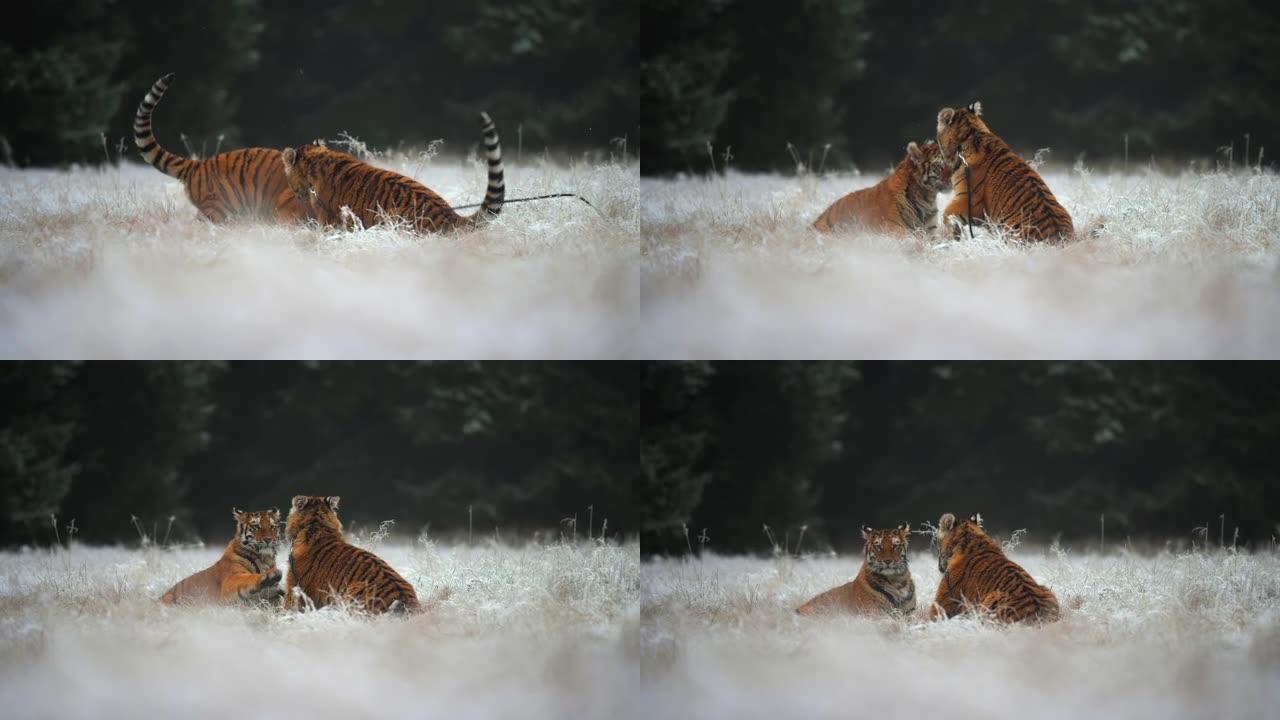 两只西伯利亚虎 (Panthera tigris altaica) 在冰冻的草地上慢动作玩耍