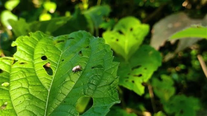 跳跃蜘蛛或Salticidae是蜘蛛的一个科。它包含600多个描述的属和6000多个描述的物种，使其