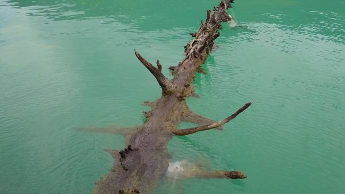 碧绿的湖水 年轮 长期浸泡水里的沉木