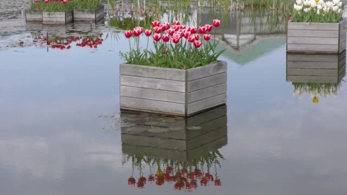 池塘花坛里的红白郁金香