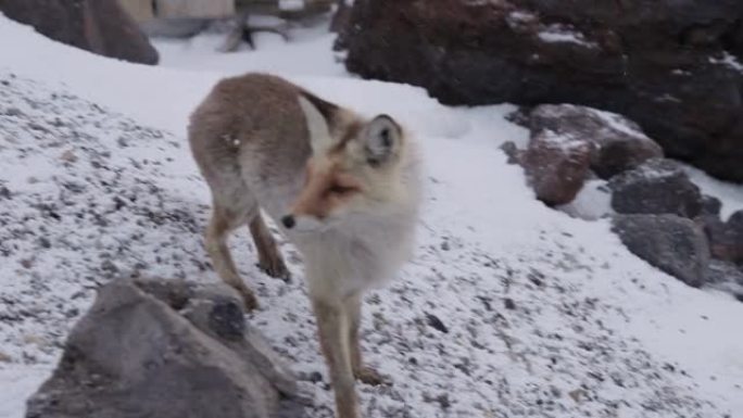 傍晚，红野狐穿过积雪覆盖的山区避难所或北极站。野生动物和人类会议的概念