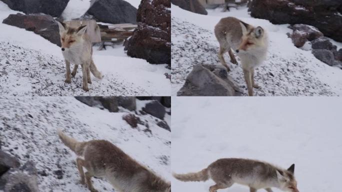 傍晚，红野狐穿过积雪覆盖的山区避难所或北极站。野生动物和人类会议的概念