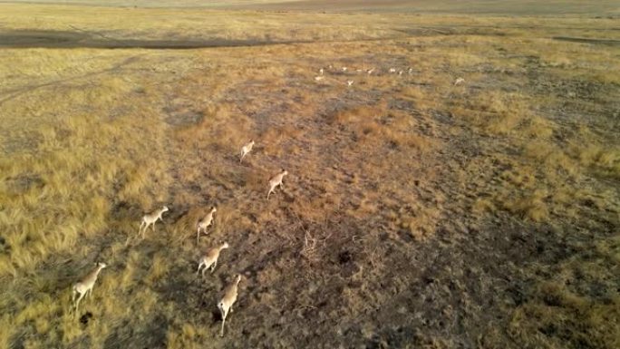 野生赛加羚羊奔跑。一群羚羊在草原上奔向河边。4k HDR慢动作