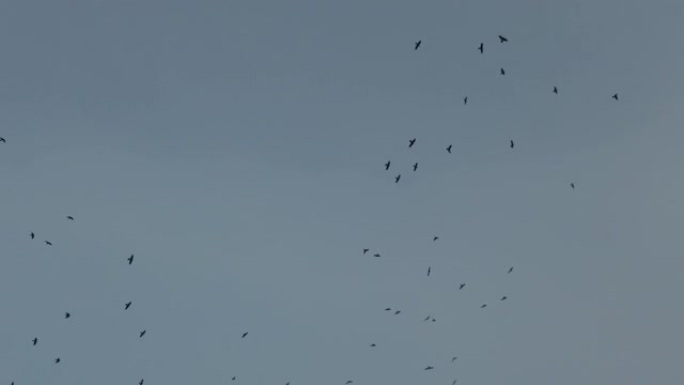 傍晚时分，一群乌鸦在高空飞翔