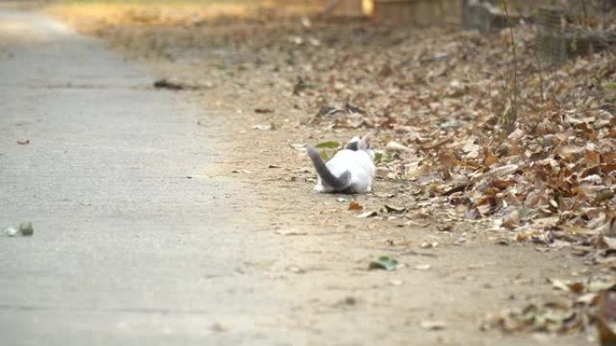 白色和灰色的小猫独自在路边玩耍。