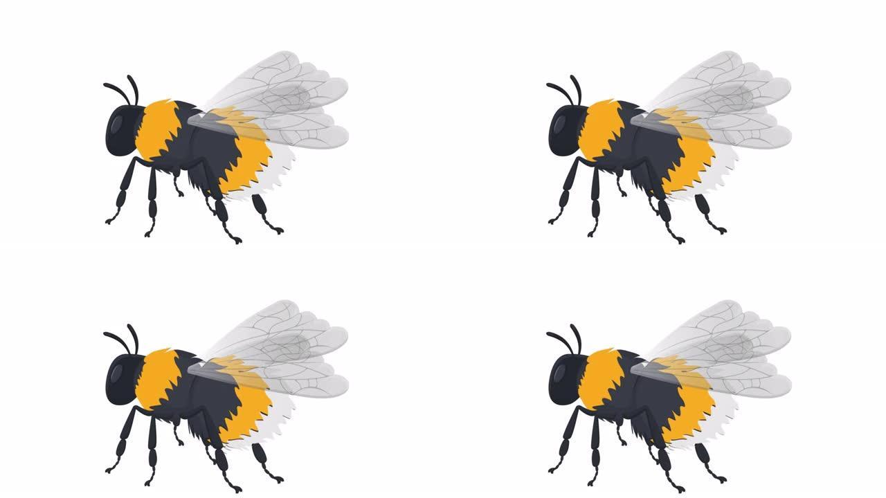 大黄蜂。大黄蜂昆虫的动画。卡通
