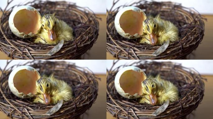 巢中的新生小鸭