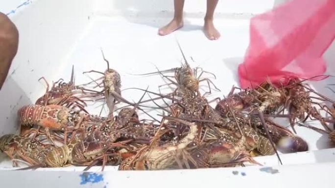 新鲜捕获在渔船中的多刺龙虾准备放入袋子出售