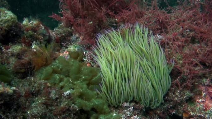 海葵在大西洋火山起源的沙底水下。