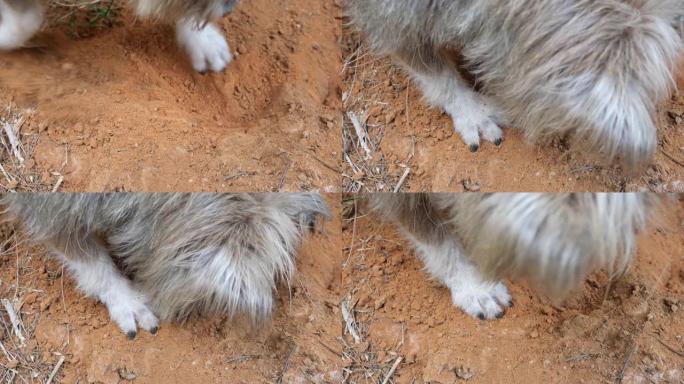 狗在户外的土地上挖洞，具有掠食性本能的宠物的自然行为