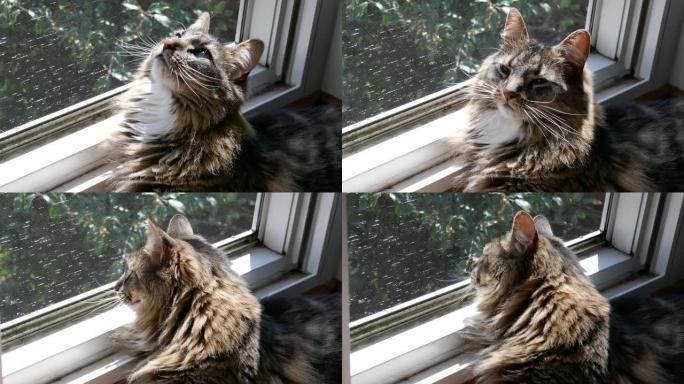 可爱的猫享受开着的窗户，春天的新鲜空气吹进来