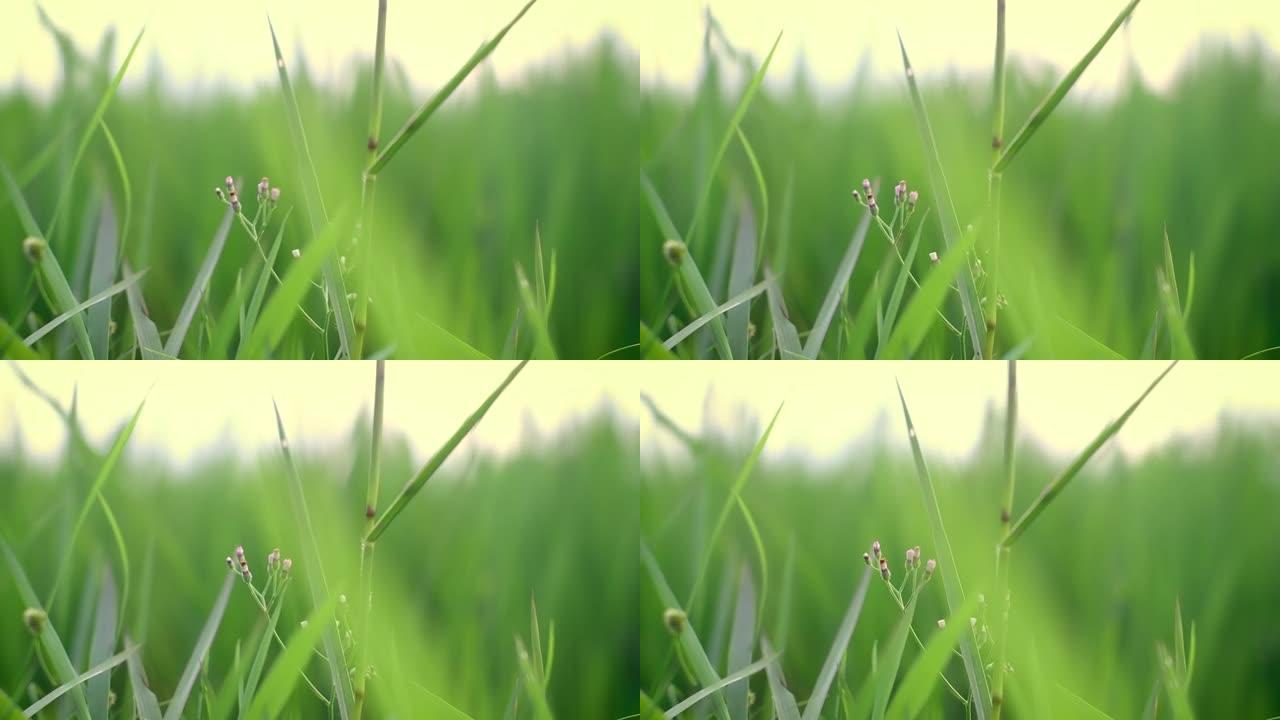 稻田杂草慢动作视频