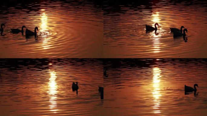 鸭子在湖水中寻找食物