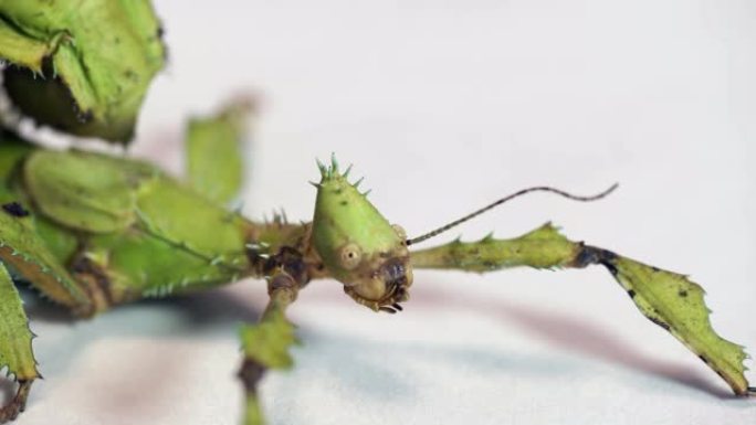 竹节虫身体特写的工作室镜头