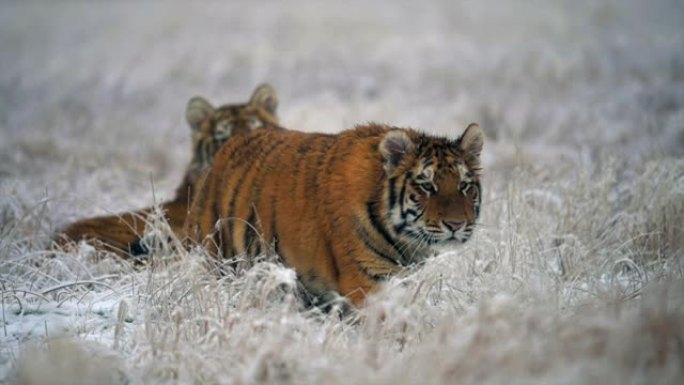 年轻的雌性西伯利亚虎 (Panthera tigris altaica) 在狩猎。慢动作。冬天被雪覆