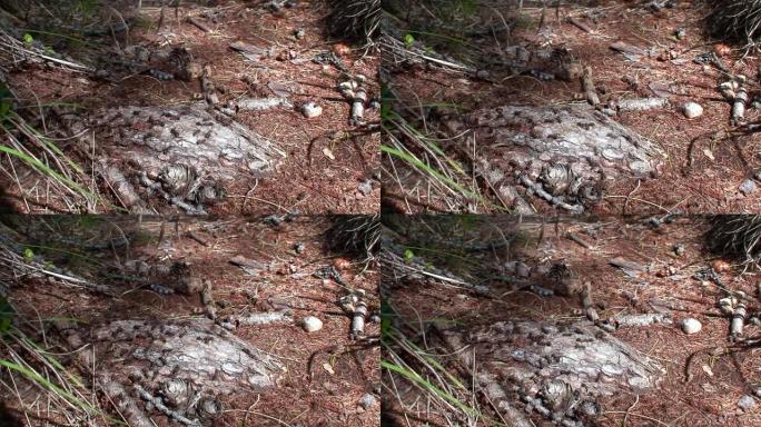 蚁丘生姜蚂蚁Formica rufa在贝加尔湖西伯利亚的树皮特写。