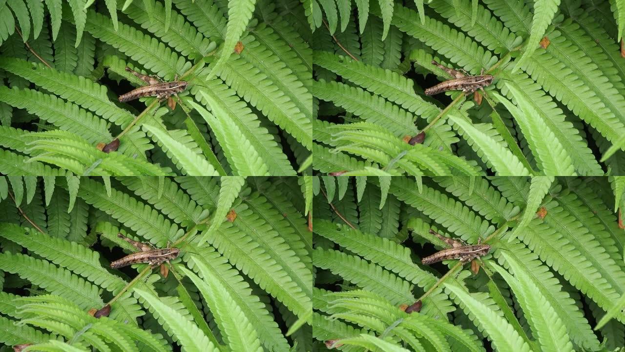 雨林绿叶蕨上的蚂蚱