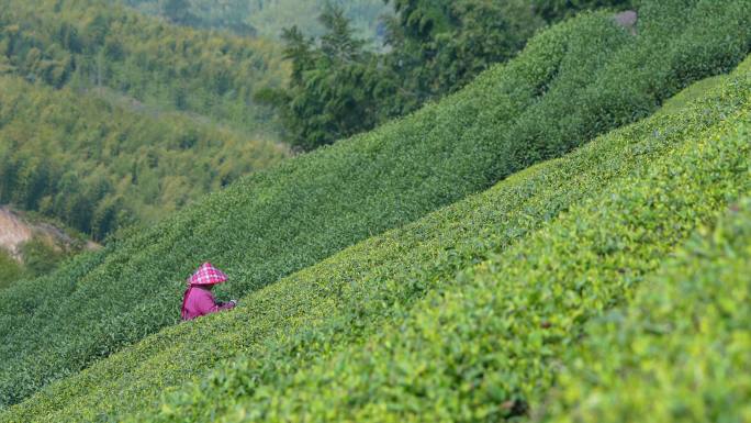 茶农 采茶 龙井 茶山
