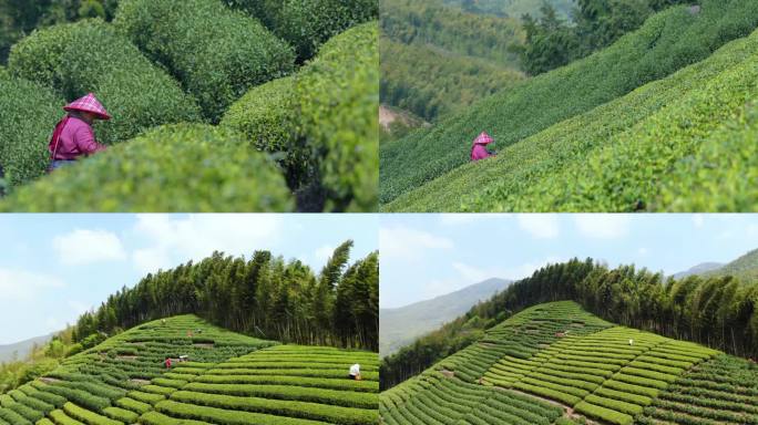 茶农 采茶 龙井 茶山
