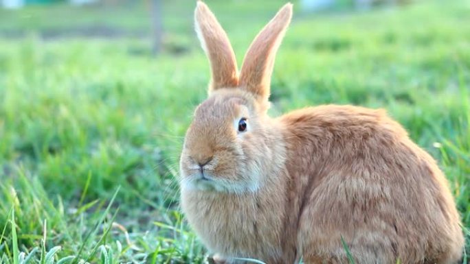 绿色草地上的一只红色兔子惊讶地看着相机。一年中的春天，毛茸茸的可爱的兔子在绿草地上。一只年轻的兔子在