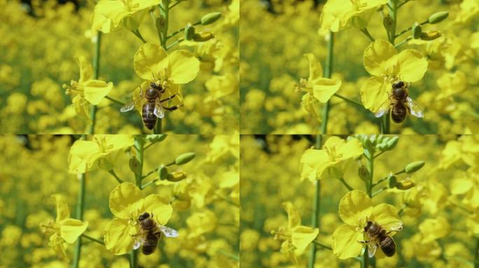 春天，蜜蜂在油菜花中忙碌的慢动作。近距离蜜蜂在春季田间的黄色油菜花上收集花蜜。叶子上的大黄蜂。极端特