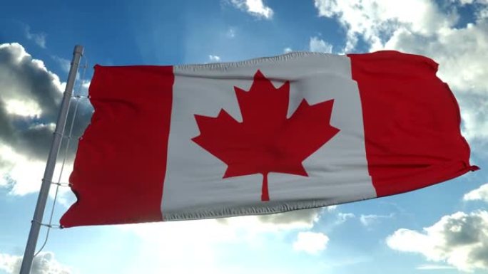加拿大的国旗也被称为在风中飘扬的枫叶