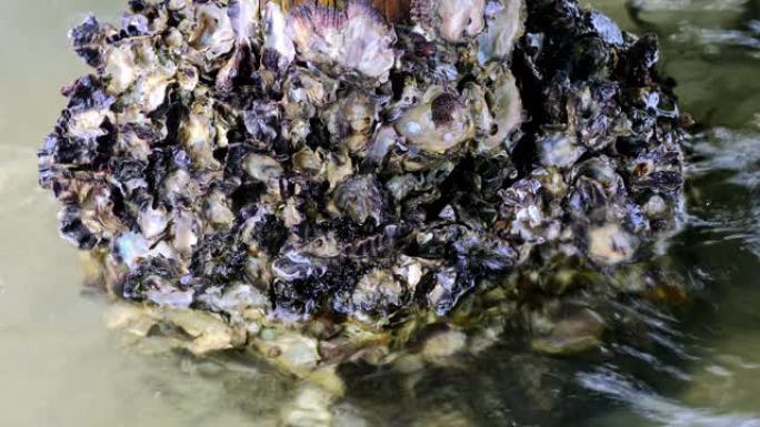 牡蛎床上的小螃蟹