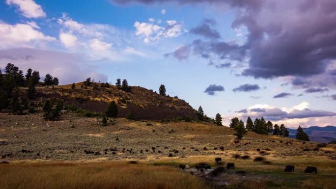 延时-美国怀俄明州黄石国家公园的野牛牧群在草原上游行，山地景观和美丽的日落云朵。
