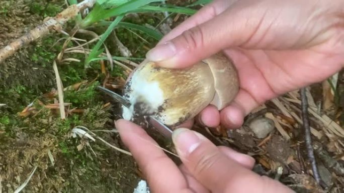 搜索牛肝菌野生菇类可食用野蘑菇辨别