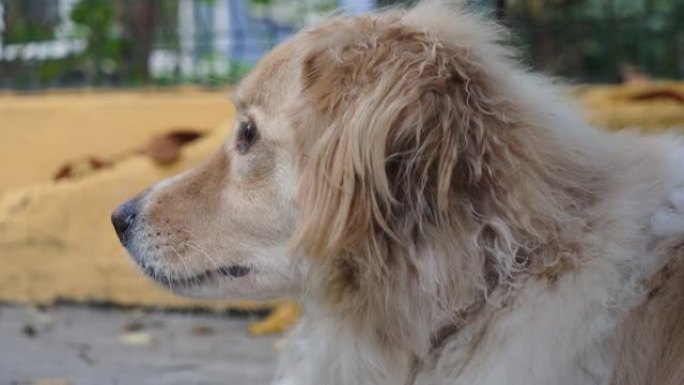 Mix犬种在后院等待主人