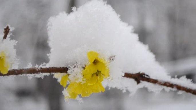 春季降雪期间，灌木丛上的黄色花朵被雪覆盖