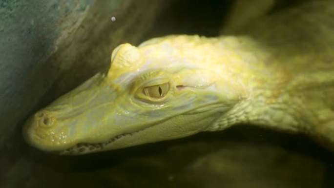 宽吻凯门鳄 (caiman latilostris) 是一种鳄鱼爬行动物，发现于南美洲东部和中部，包