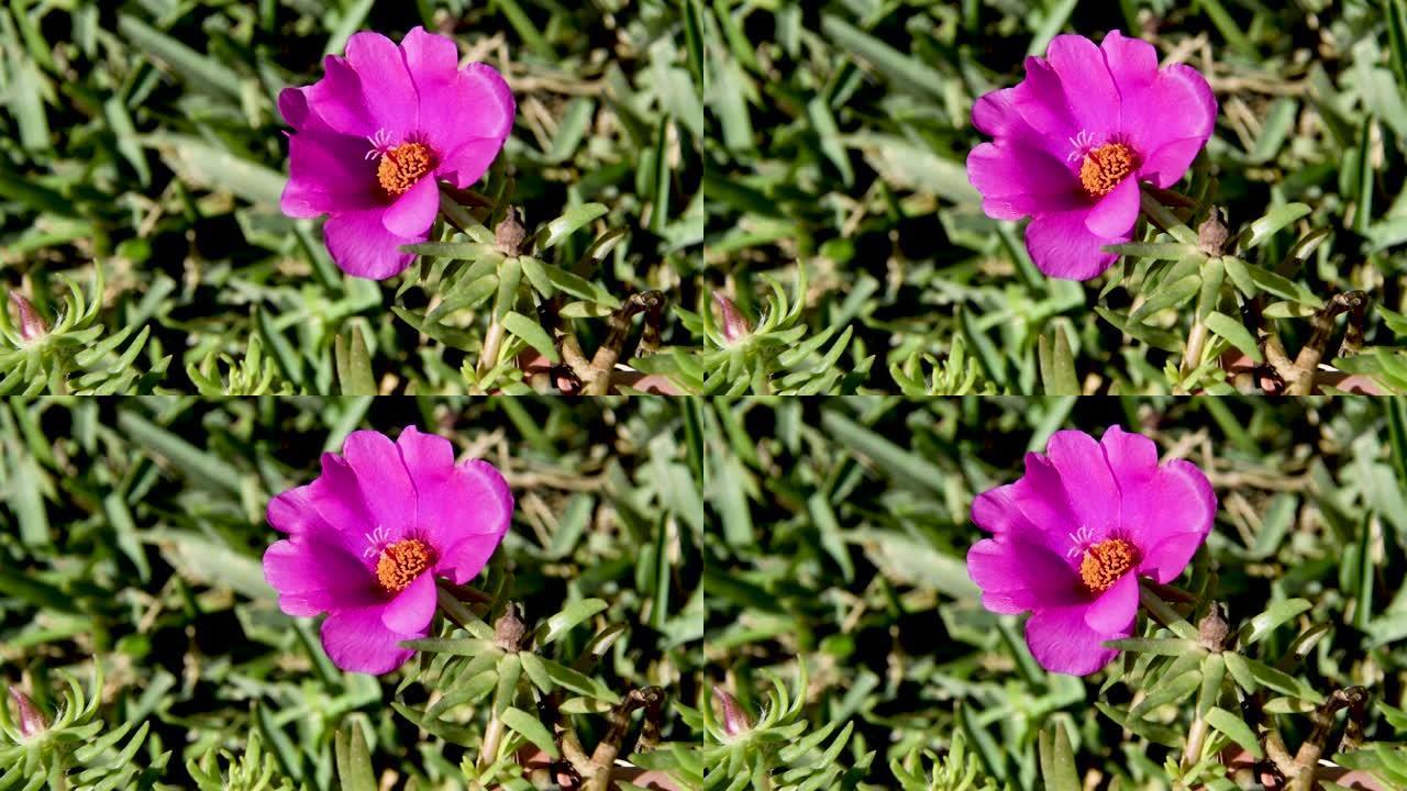 危地马拉中美洲热带花园的桃红色花之爱。马齿苋大花紫红色。
