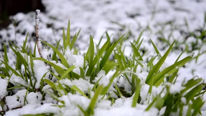 降雪特写期间春天覆盖着一层雪的绿草。