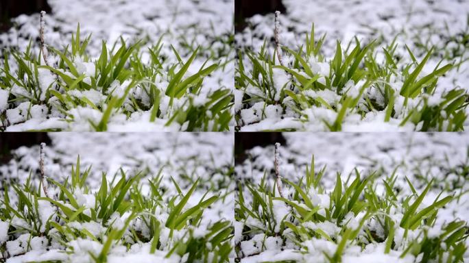 降雪特写期间春天覆盖着一层雪的绿草。