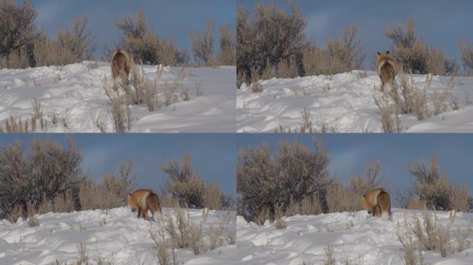 红狐狸在黄石公园的冬雪中走开