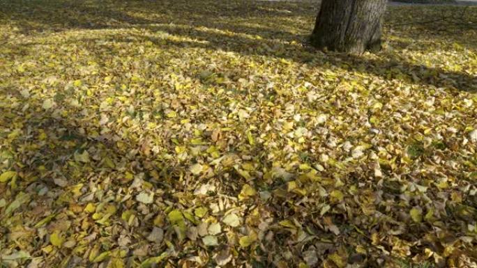 爱沙尼亚地面上树上的落叶