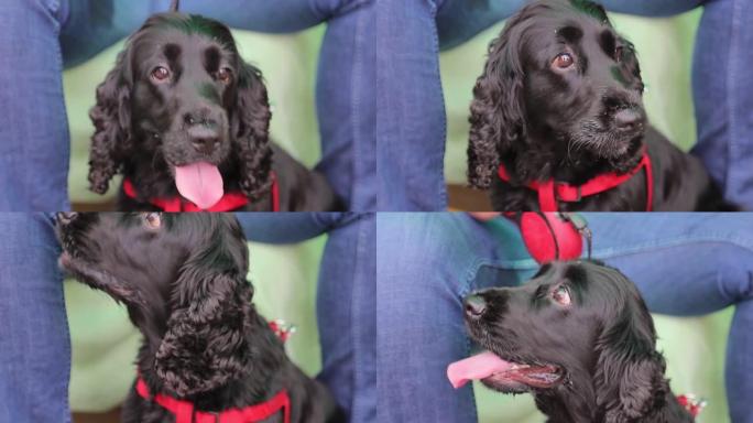 黑狗近距离看着相机。一只黑色卷毛狗的肖像从嘴里拉出舌头，流着唾液