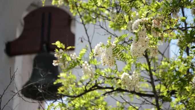 背景为典型安达卢西亚钟楼的树上的花朵