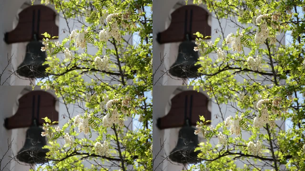 背景为典型安达卢西亚钟楼的树上的花朵