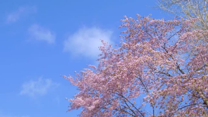 樱桃花樱花烂漫清香清新生机生命