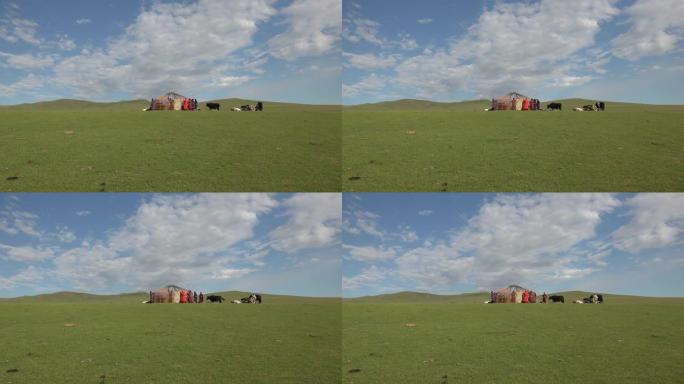 一个家庭在蒙古的草地上搭建蒙古包帐篷