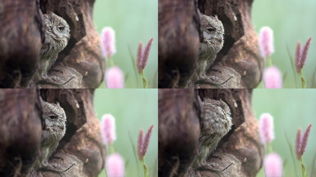 欧亚角鸮 (Otus scops) 在树洞中休息。罕见的小猫头鹰，肖像。