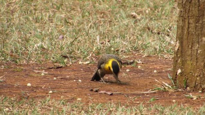 啄木鸟在地面上寻找食物，以喂养附近的巢穴。坎波闪烁的鸟。