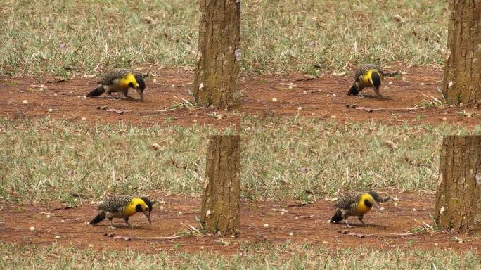啄木鸟在地面上寻找食物，以喂养附近的巢穴。坎波闪烁的鸟。
