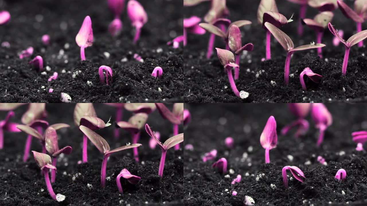 彩色循环艺术概念，粉红色植物生长，最小停止运动设计，超现实趋势
