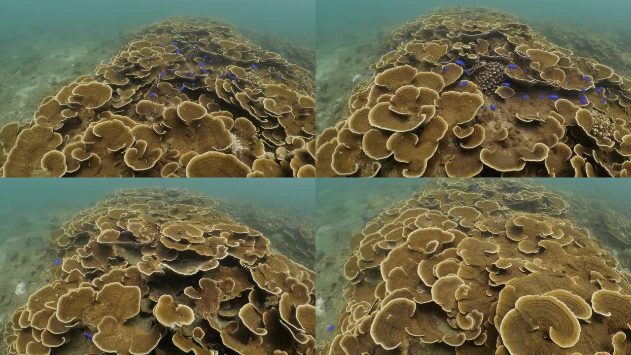台湾澎湖群岛海底暗礁之硬珊瑚群