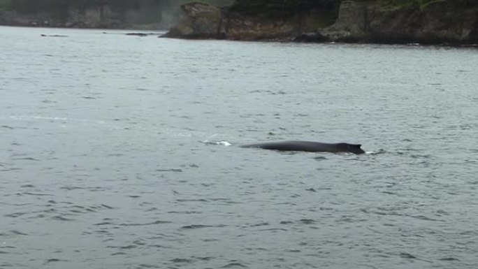 座头鲸通过气孔喷出水缓慢游泳