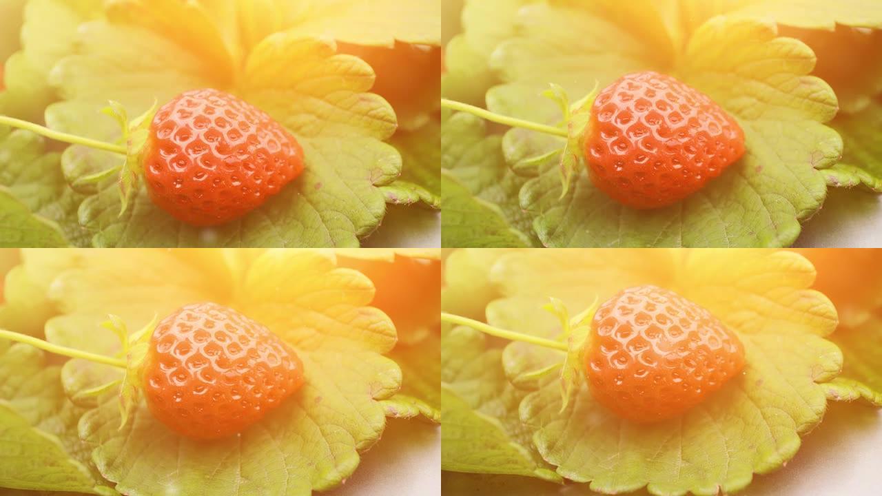 野外草莓特写。阳光和漂浮粒子的动画。从上到下倾斜镜头。